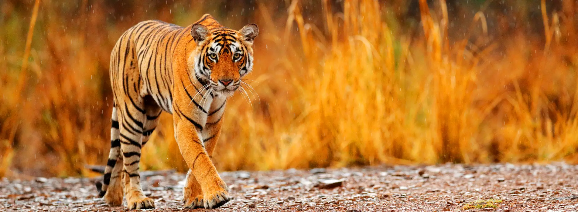 Wildlife India Tours