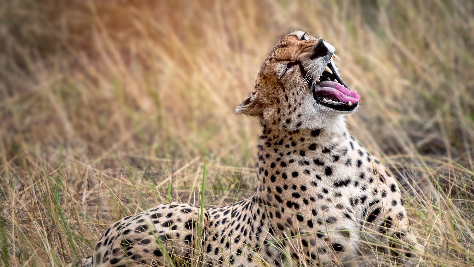 CHEETA  SAFARI