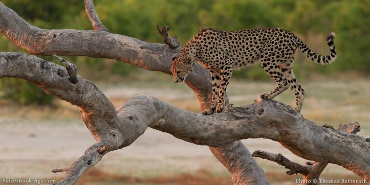 CHEETA  SAFARI