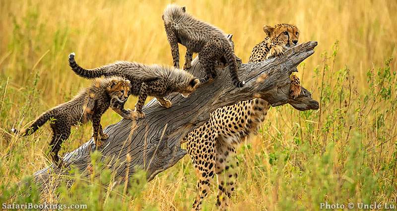 CHEETA  SAFARI