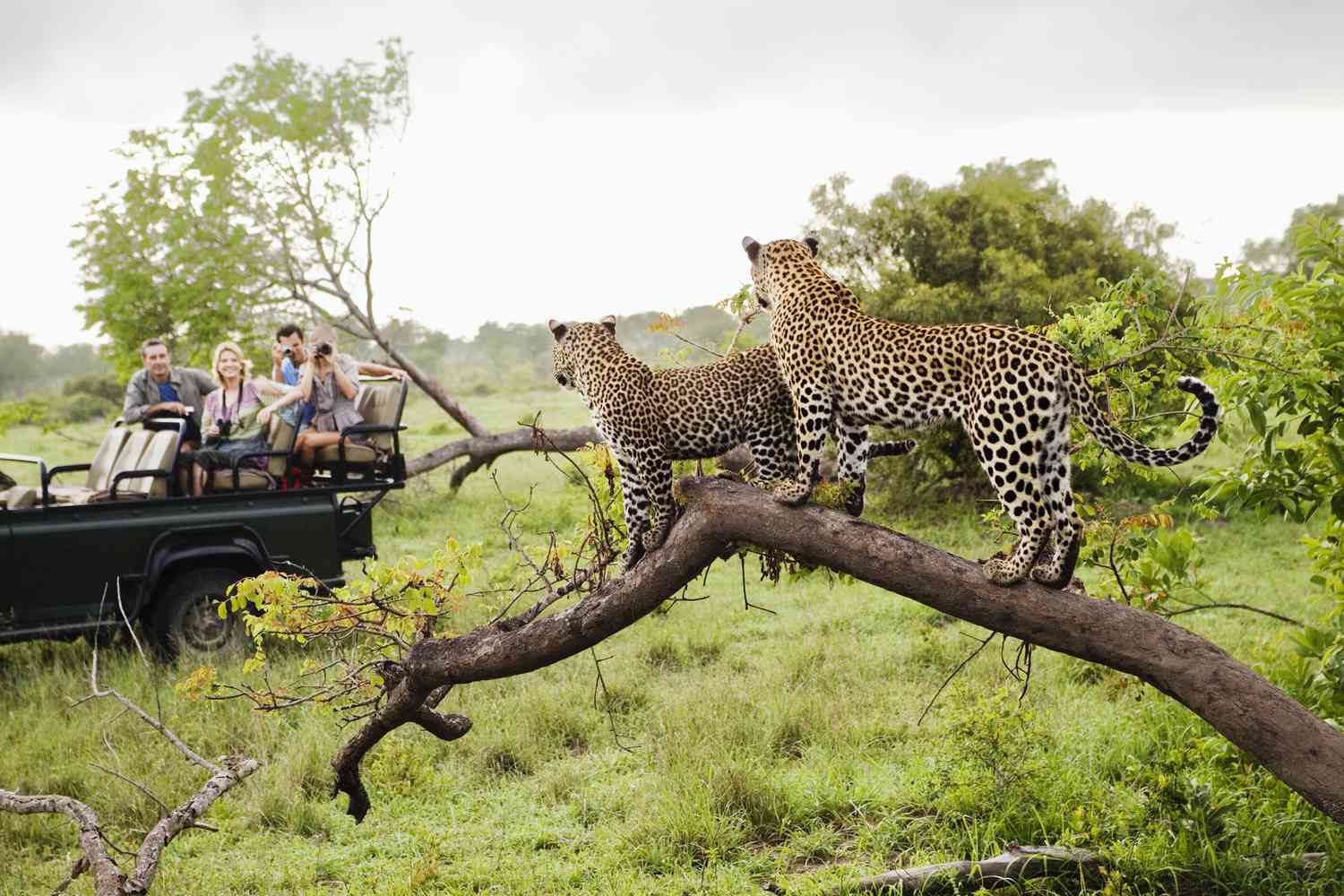 KRUGER PARK EXPLORER