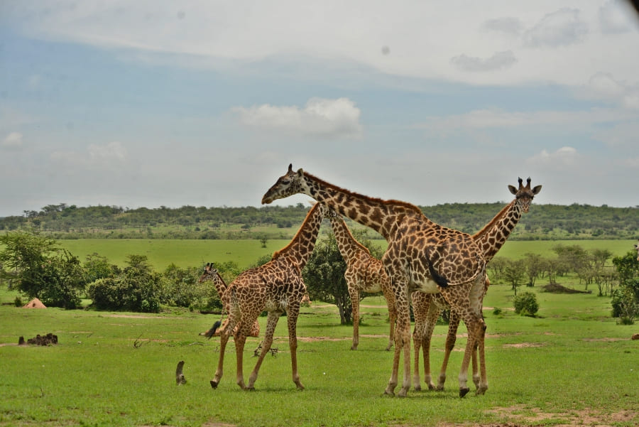 MASAI MARA SAFARI MID RANGE