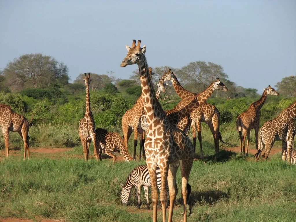 NOTHERN KENYA SAFARI