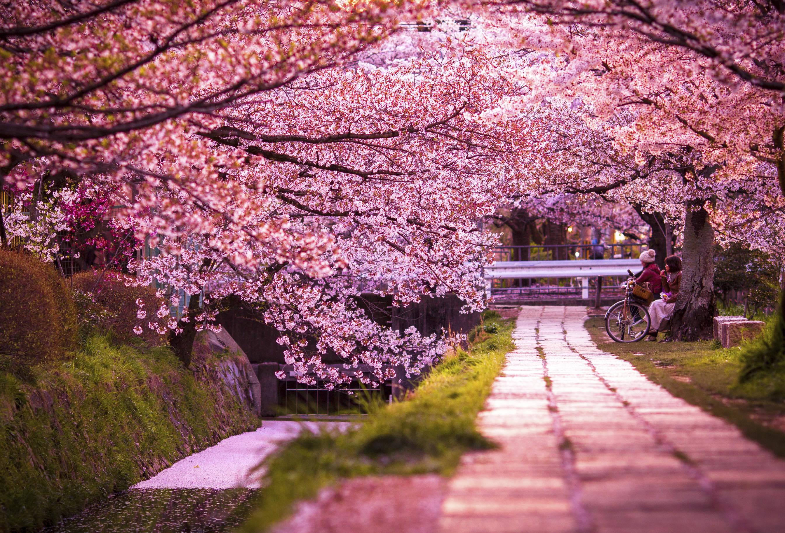 CHERRY BLOSSOM JAPAN
