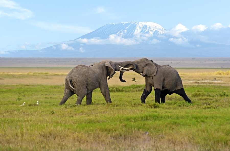 COASTAL TREK SAFARI