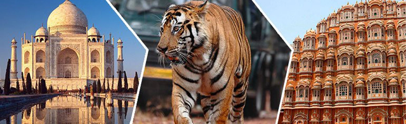 Golden Triangle with Tiger Safari