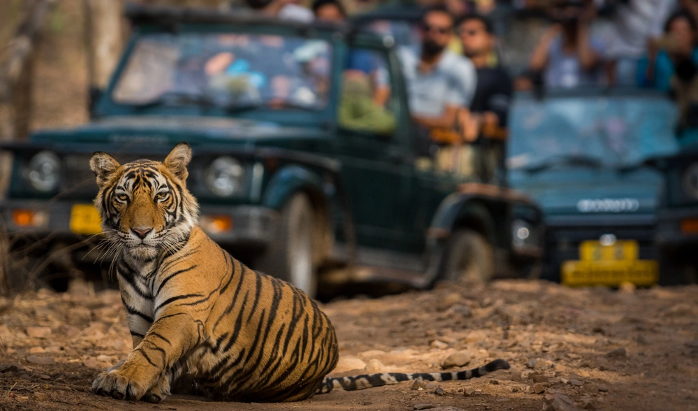 Rajasthan Royalty & Wildlife Expedition