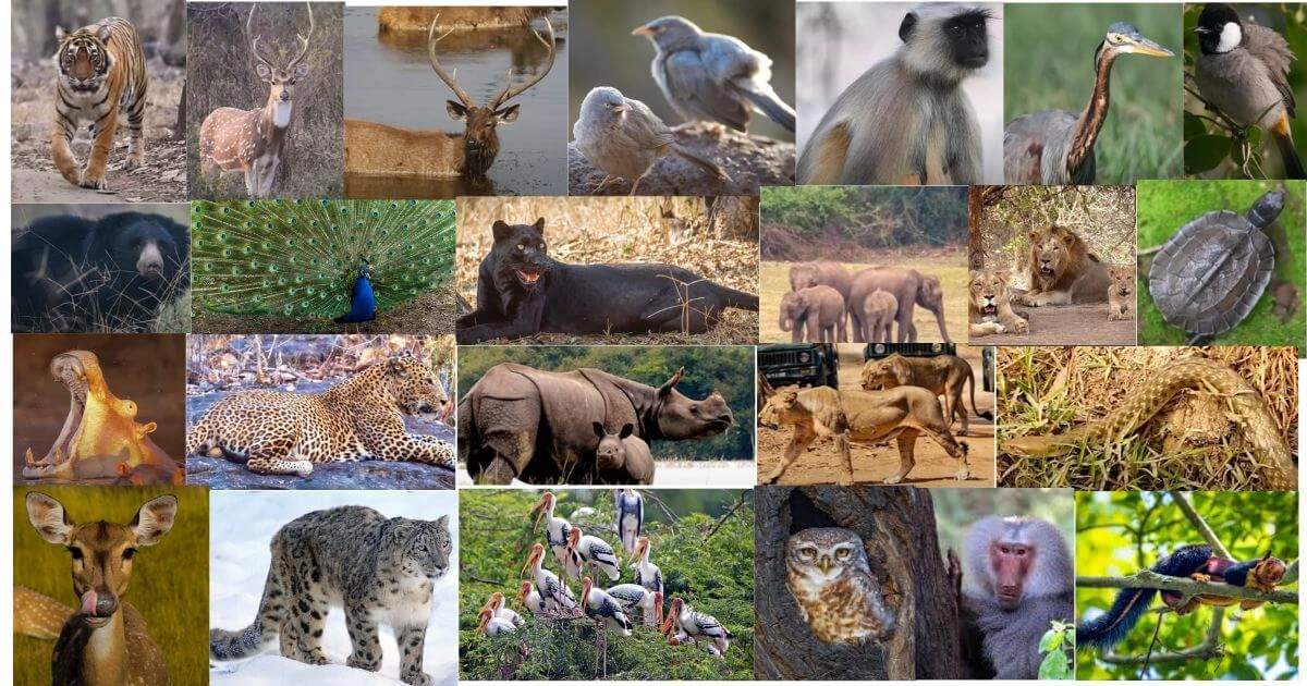 Overnight Jim Corbett National Park Tour from Delhi