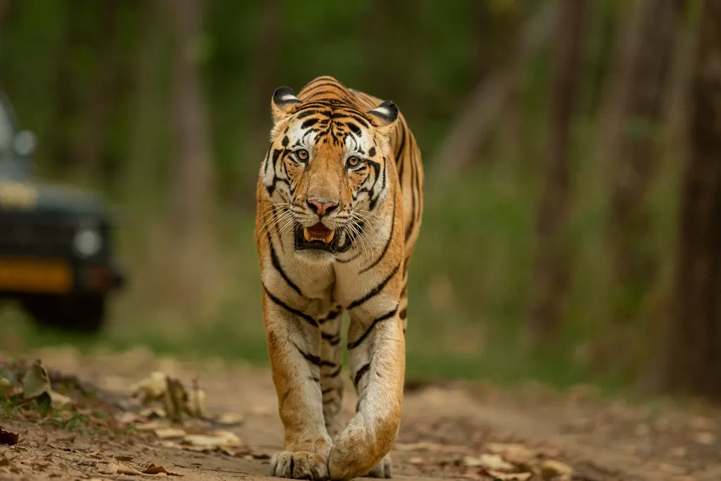 Tiger Trail: Indian Wildlife Expedition through Iconic Tiger Reserves