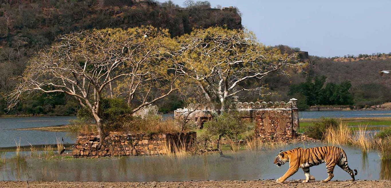 Immersive Journey through India’s Untamed Wilderness