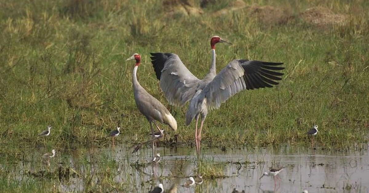 Bird Watching and Tiger Tour of India