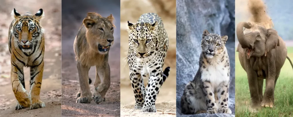 Tiger and Leopard Expedition: A Journey to Discover India's Wild Cats