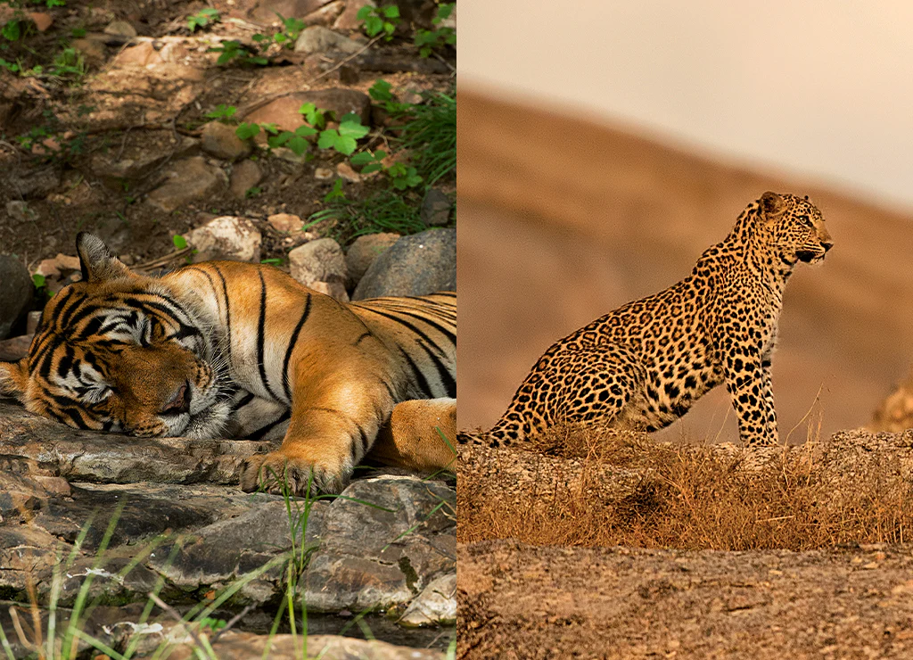 Tiger and Leopard Expedition: A Journey to Discover India's Wild Cats