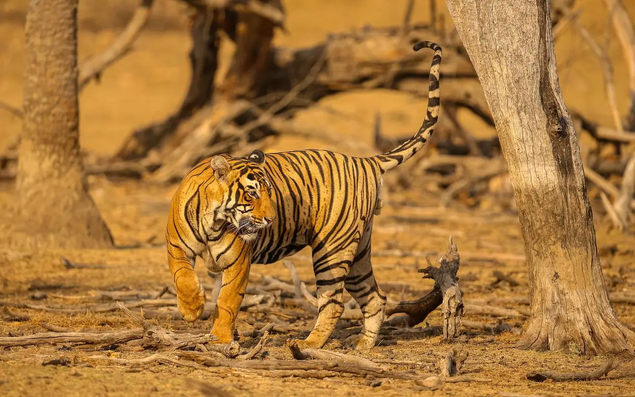 Bird Watching and Tiger Tour of India