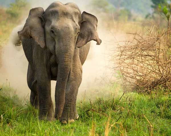 Immersive Journey through India’s Untamed Wilderness